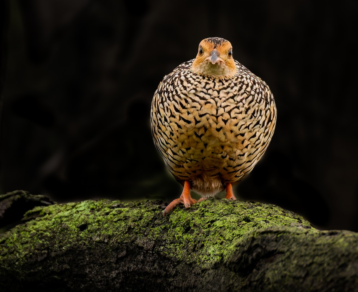 Painted Francolin - Subhamoy Chatterjee