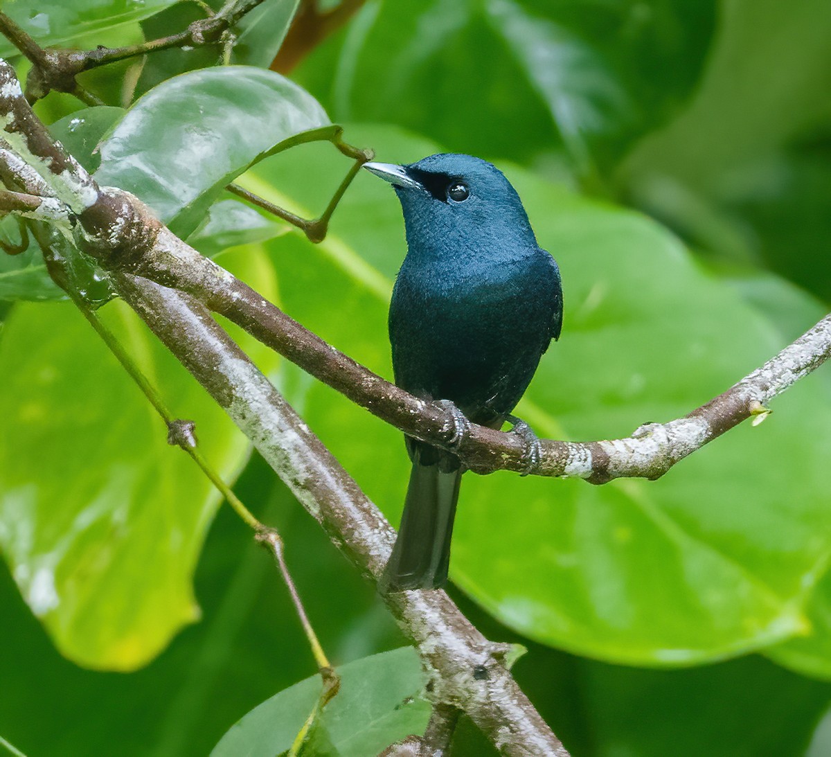 Biak Flycatcher - ML615381269