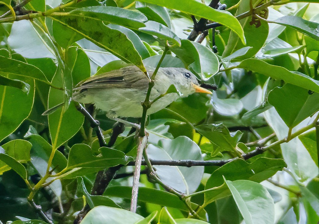 Numfor Leaf Warbler - Wilbur Goh