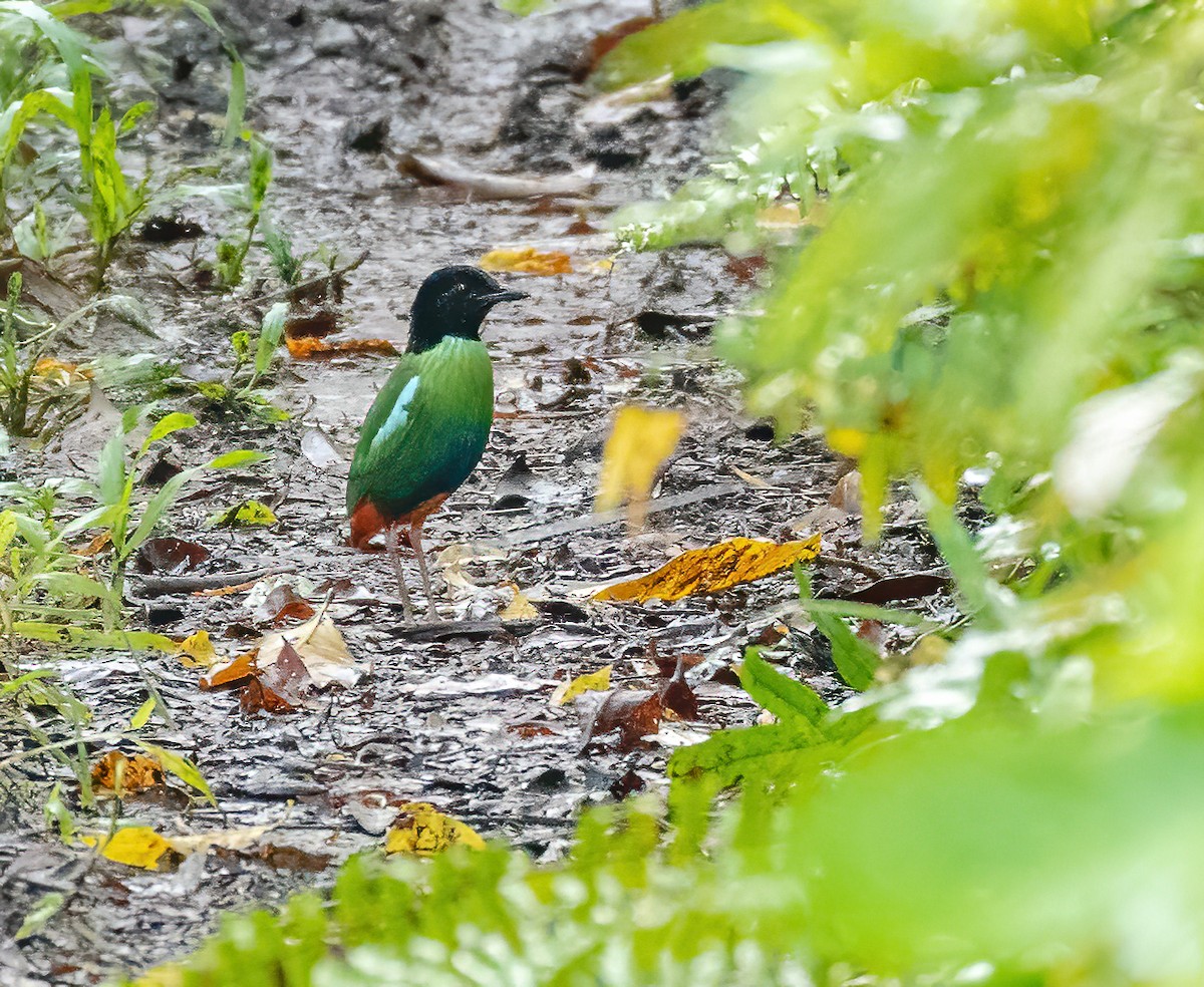 Eastern Hooded Pitta (Numfor) - ML615381295