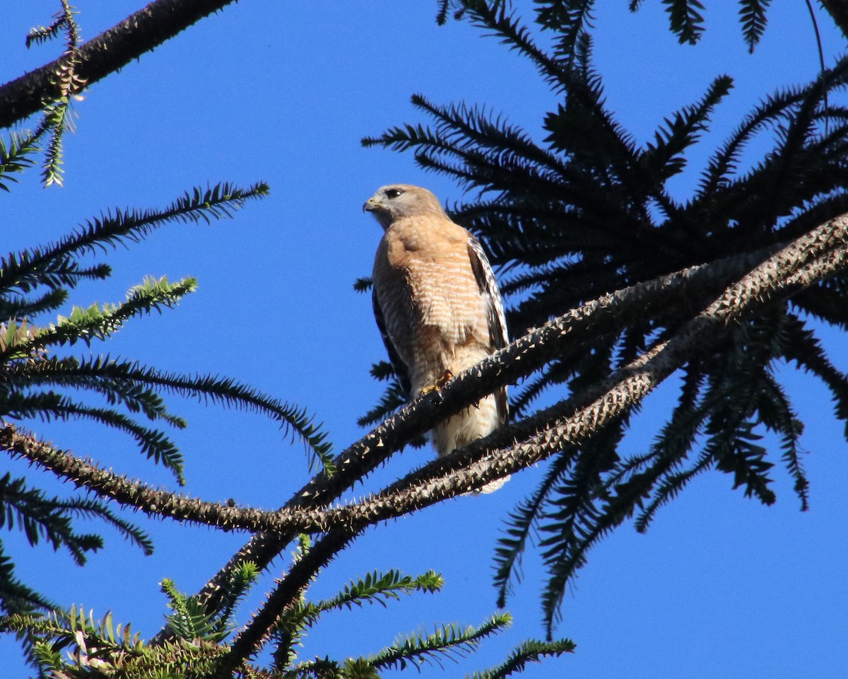 Red-shouldered Hawk - ML615381319