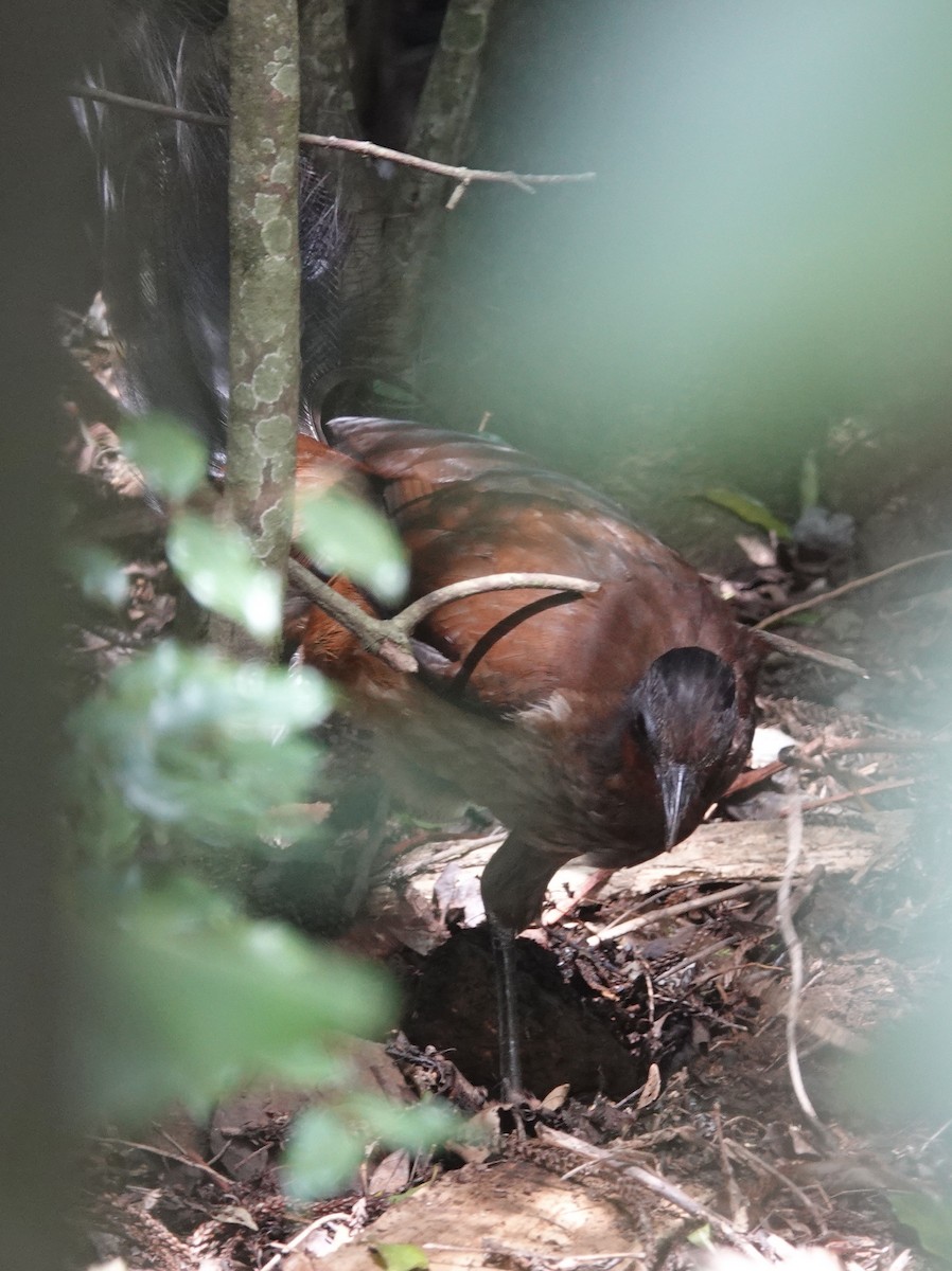 Albert's Lyrebird - ML615381326