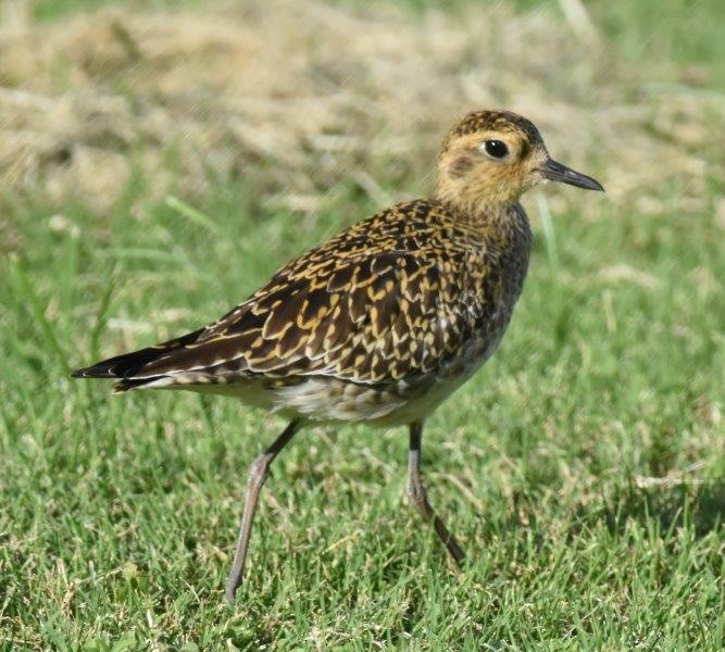 Pacific Golden-Plover - Arthur  Speyer