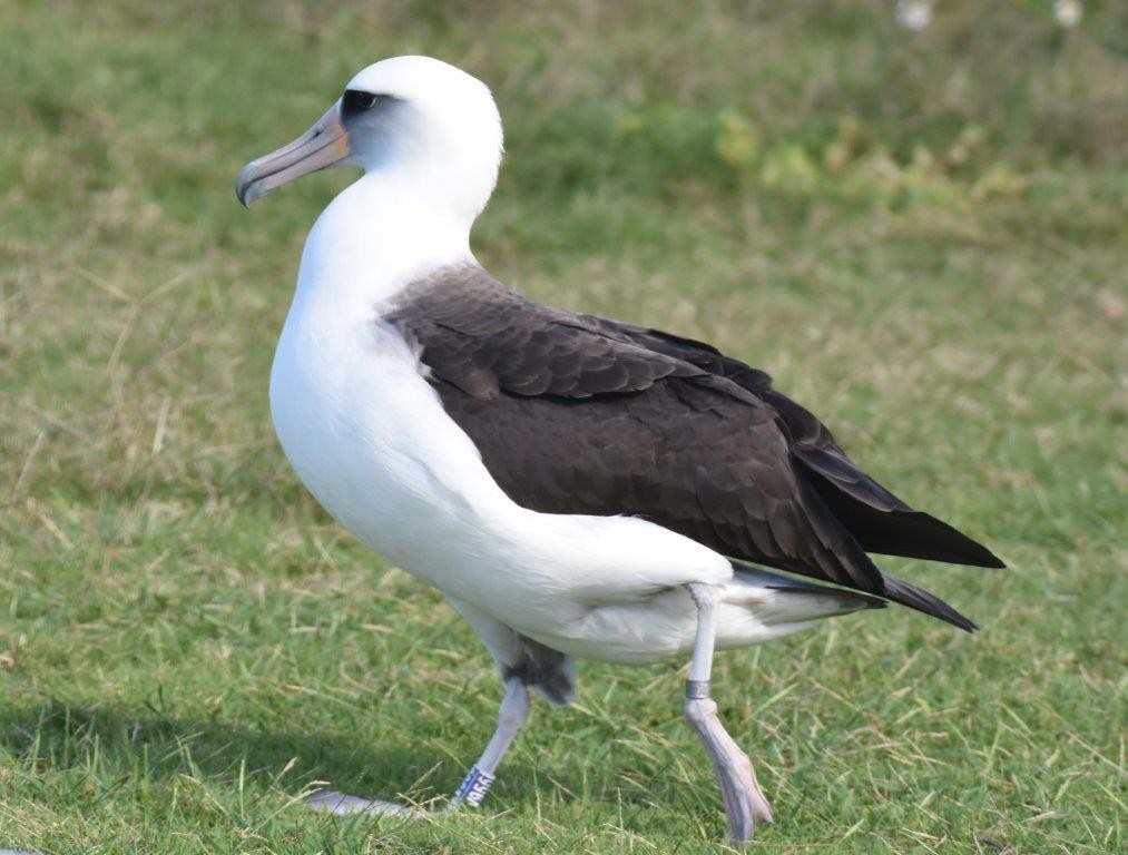 Laysan Albatross - Arthur  Speyer