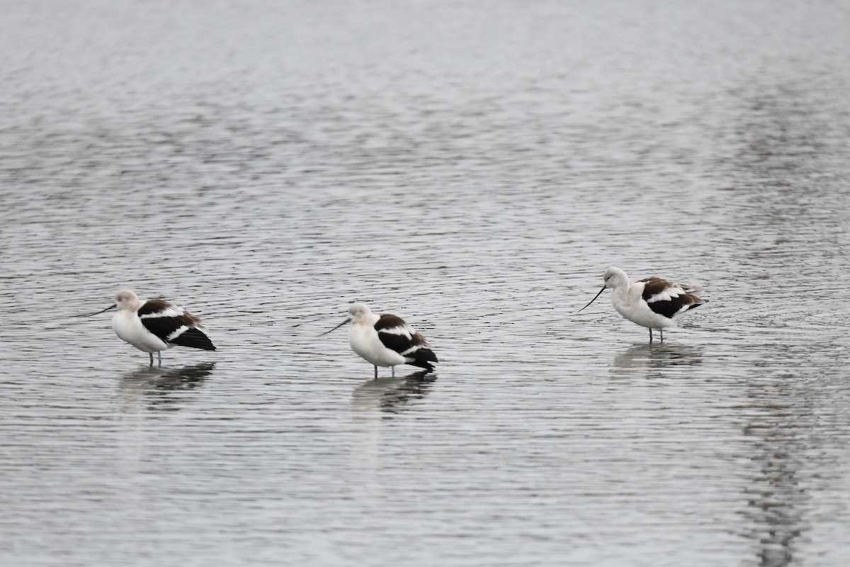 Avoceta Americana - ML615381354