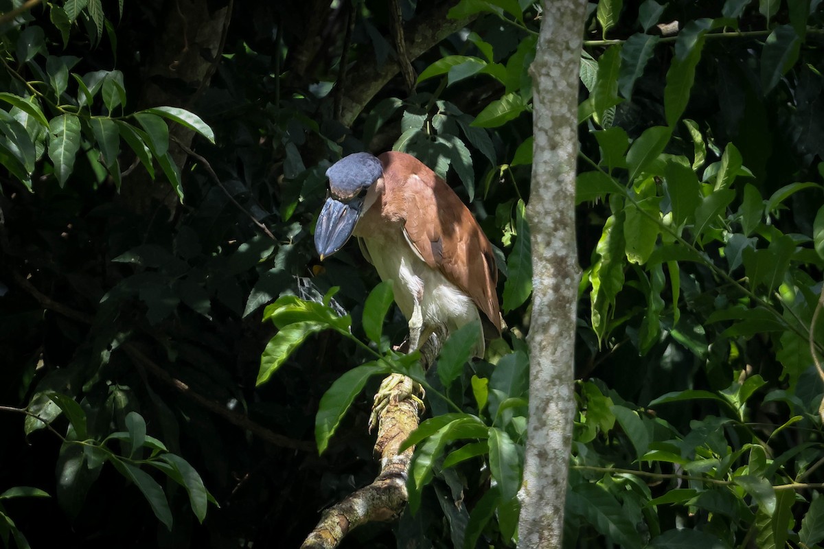 Boat-billed Heron - ML615381357