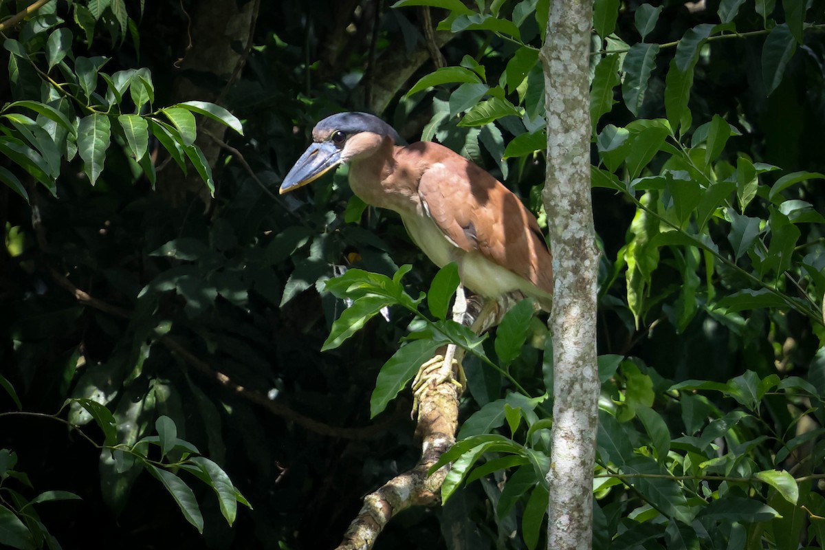 Boat-billed Heron - ML615381358