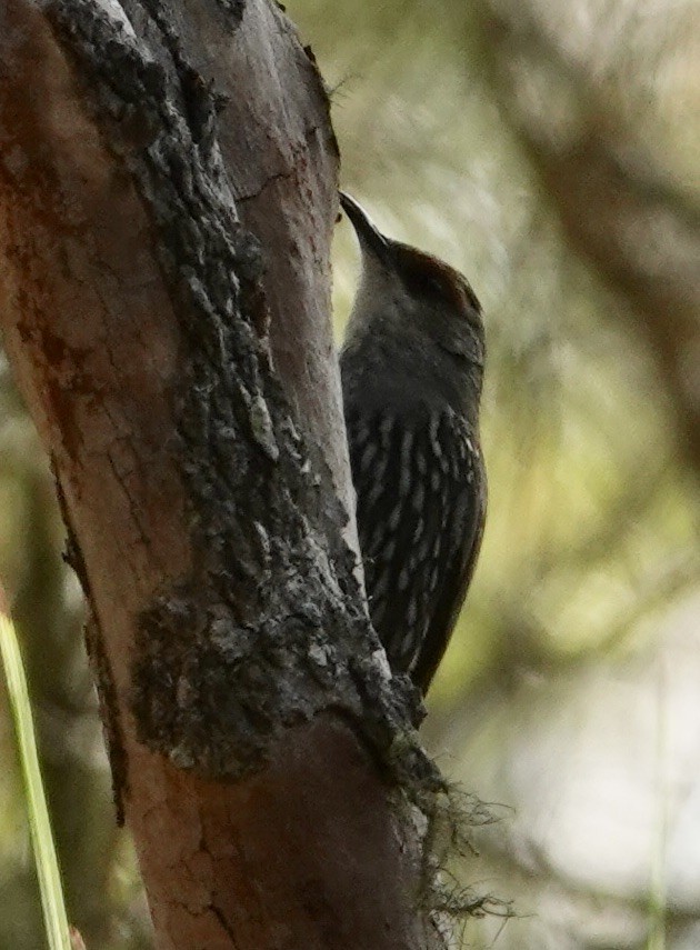 Red-browed Treecreeper - ML615381362