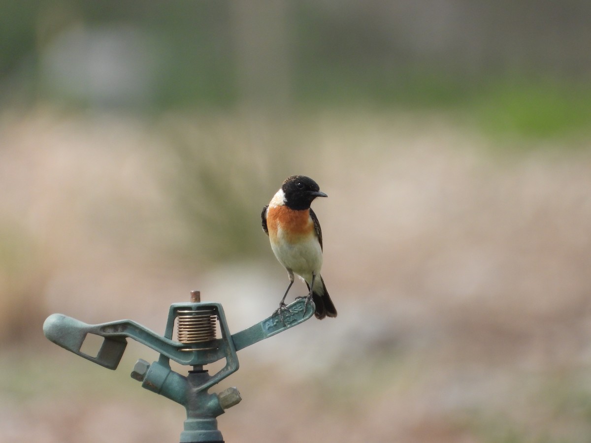 Siberian Stonechat - Xander Vissering