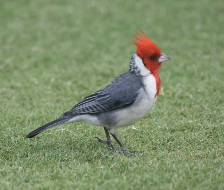 Red-crested Cardinal - Arthur  Speyer