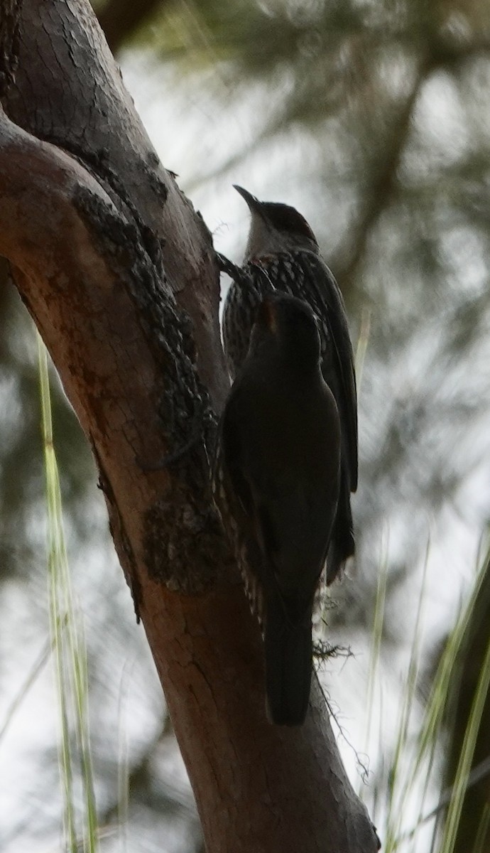 Red-browed Treecreeper - ML615381384