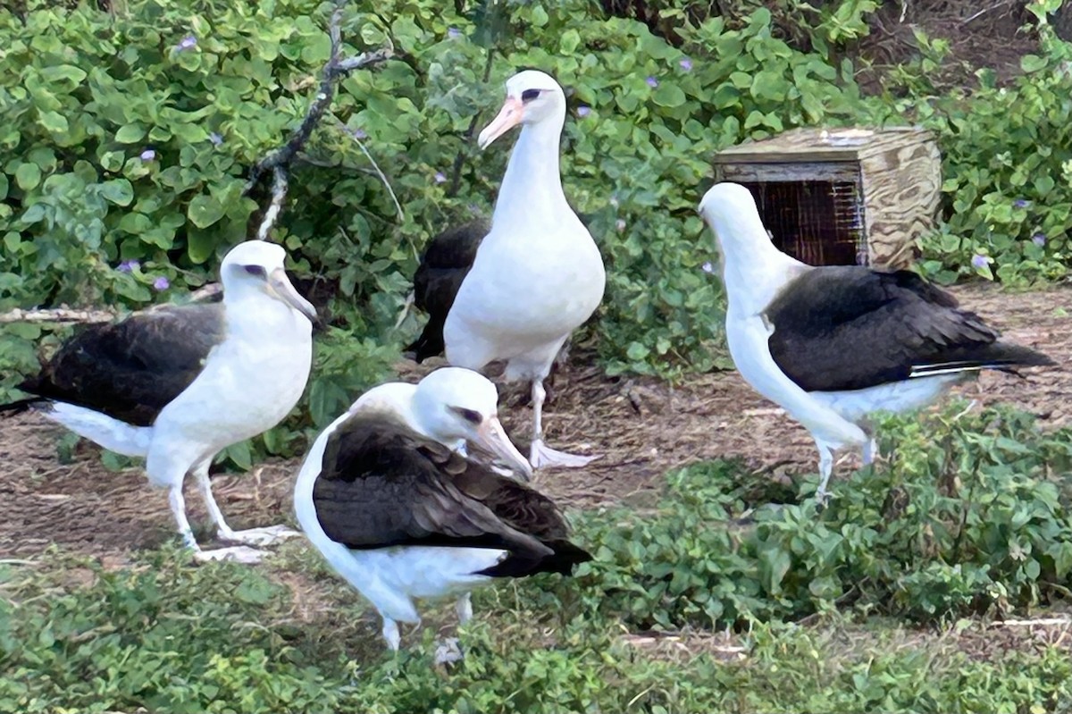 albatros laysanský - ML615381428