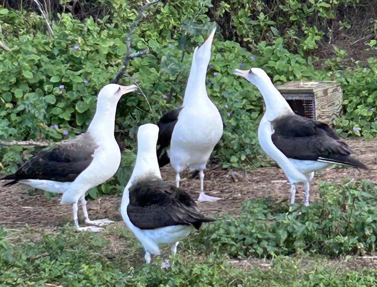 albatros laysanský - ML615381429