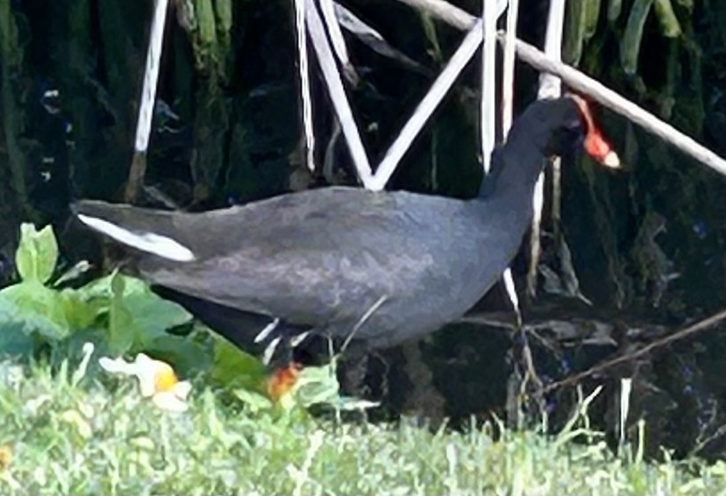 Gallinule d'Amérique - ML615381448