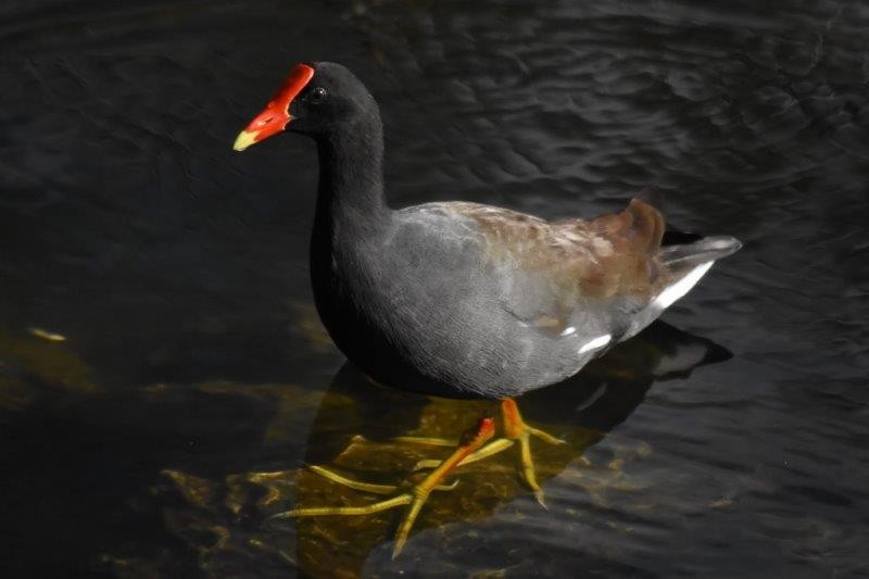 Common Gallinule - Arthur  Speyer