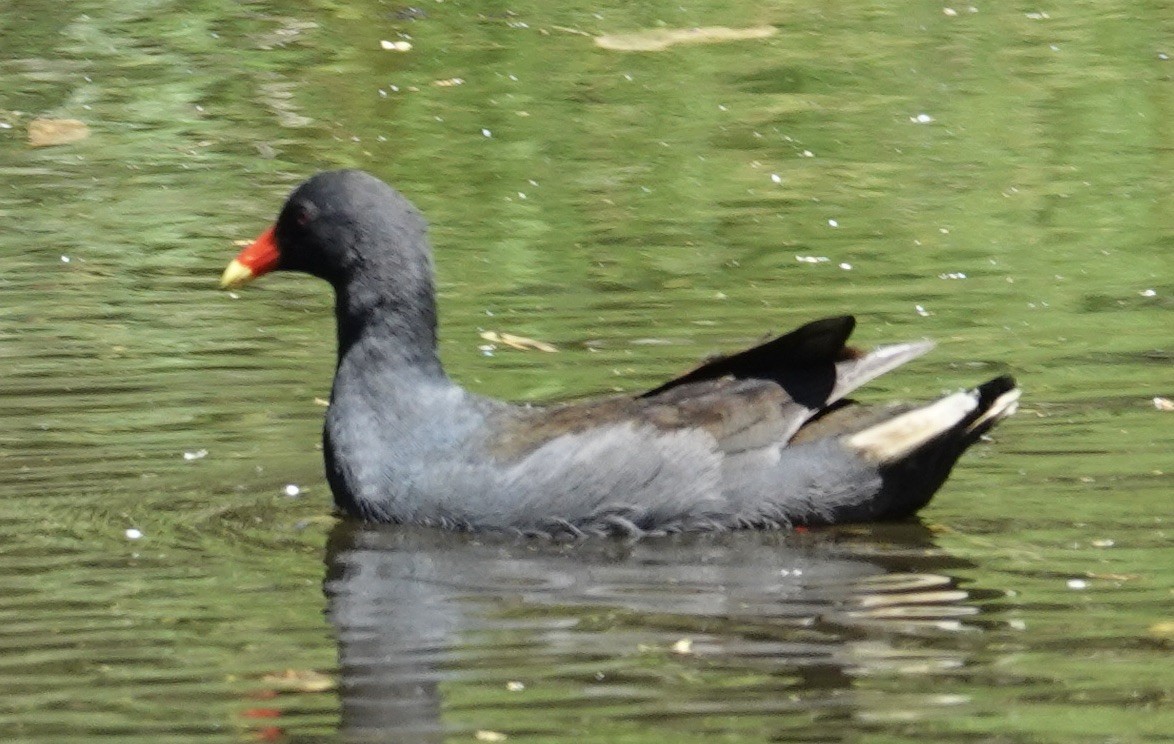 Dusky Moorhen - ML615381591