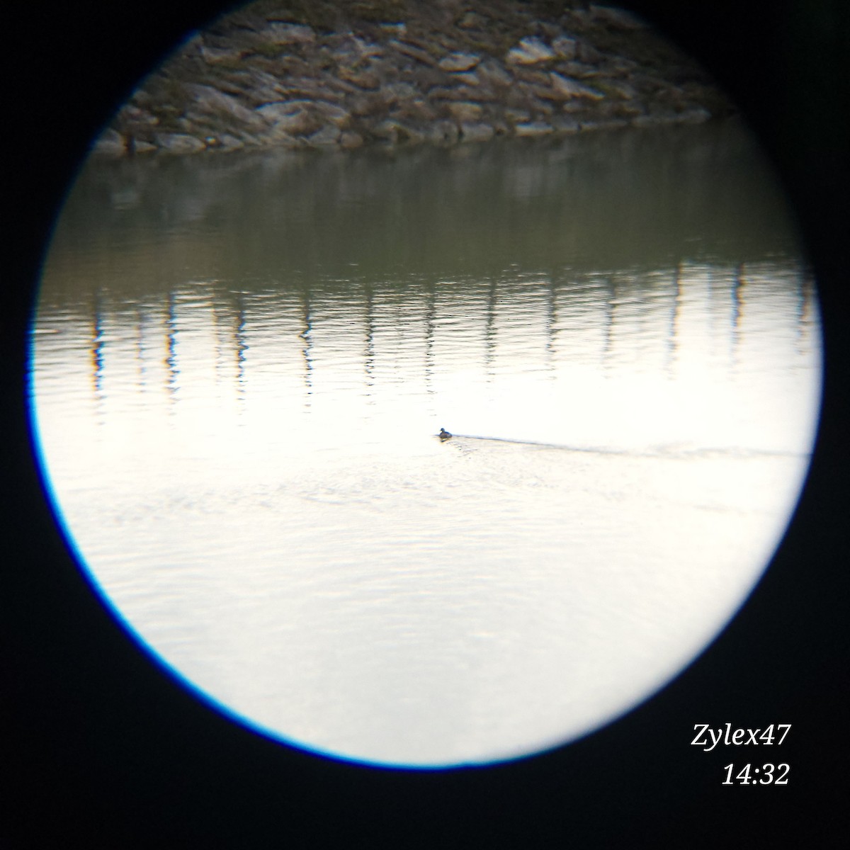 Little Grebe - Dusky Thrush