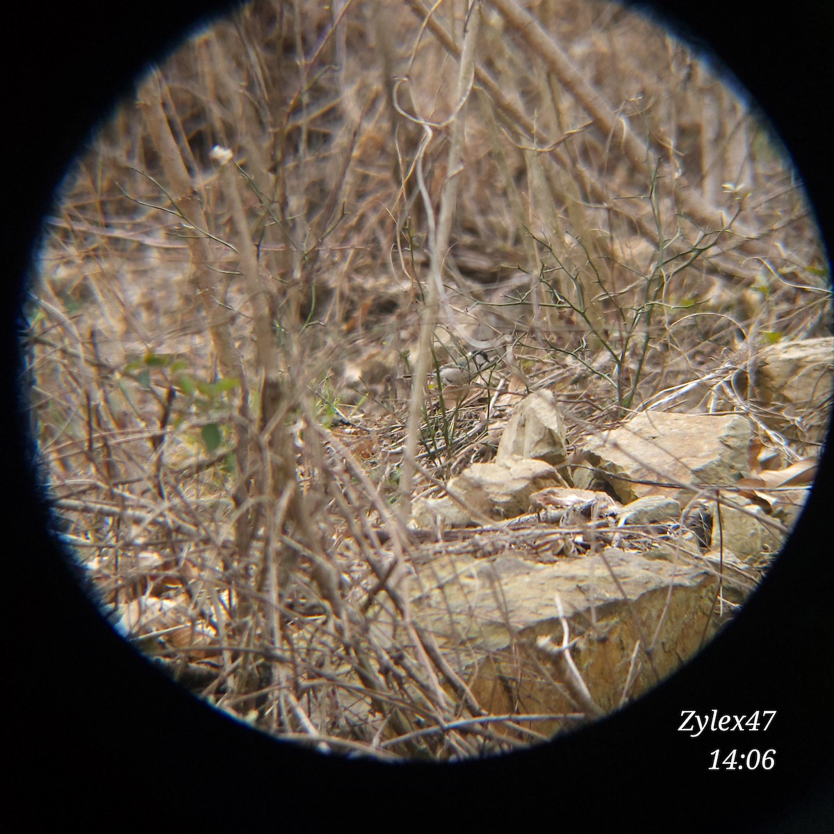 Japanese Tit - Dusky Thrush