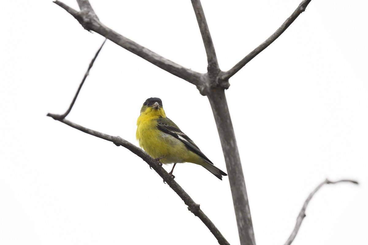 Lesser Goldfinch - ML615381824