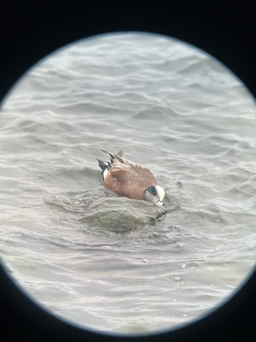 American Wigeon - ML615381826