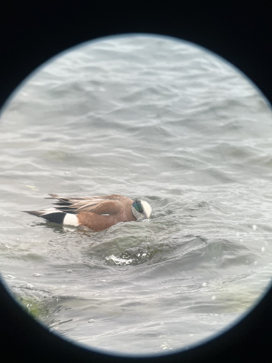 American Wigeon - ML615381831