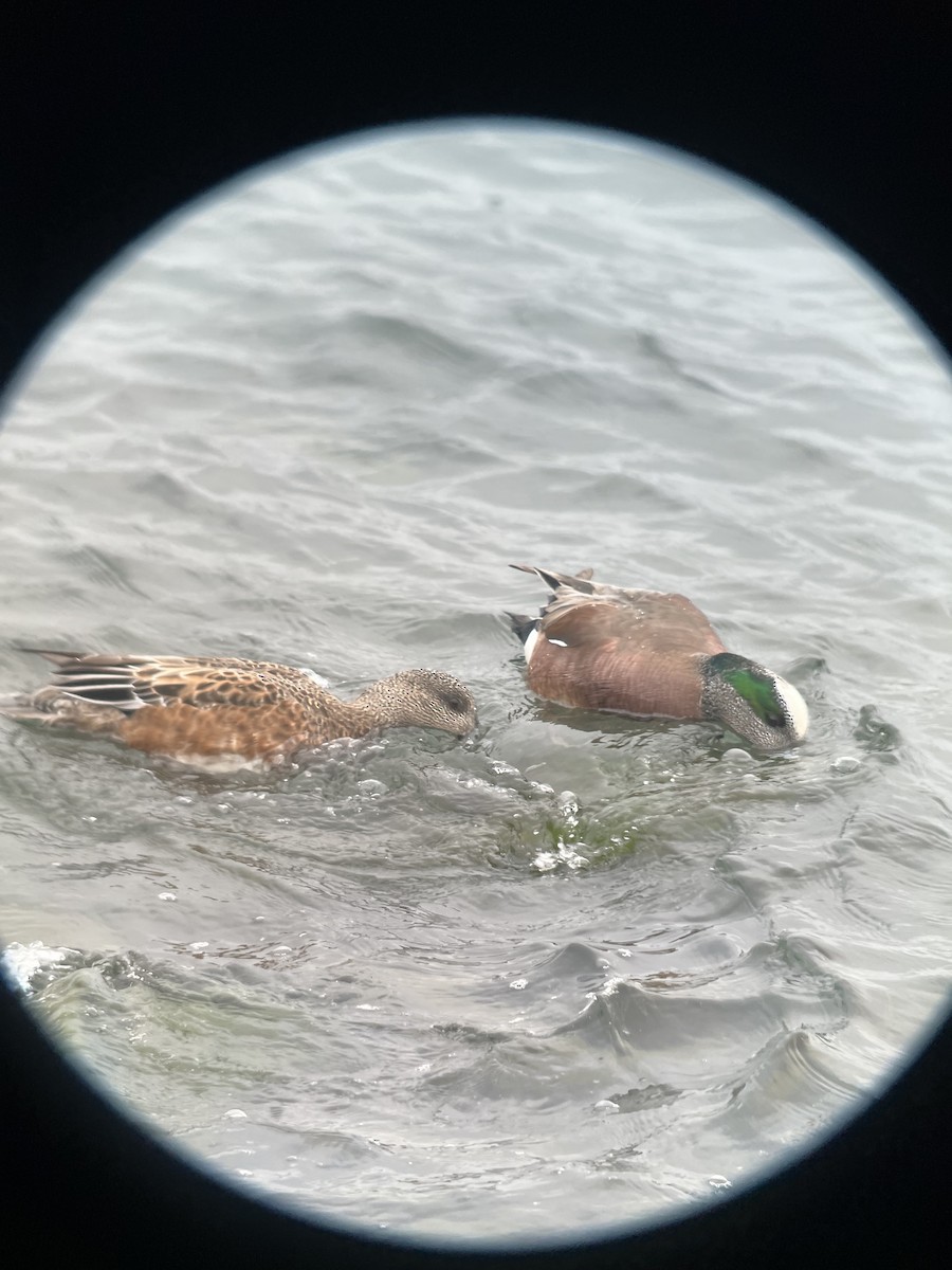 American Wigeon - ML615381836