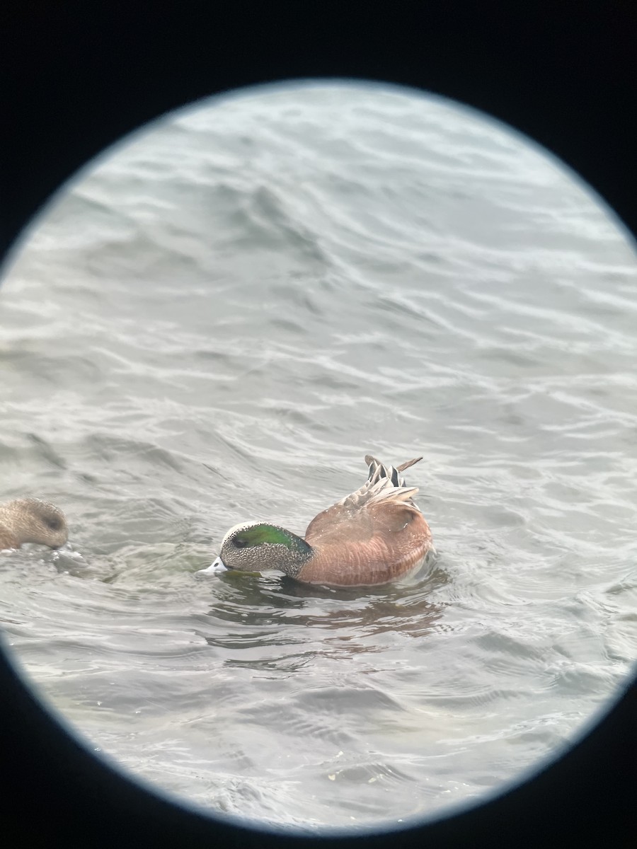 American Wigeon - ML615381837