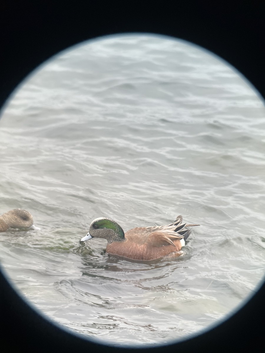 American Wigeon - ML615381839