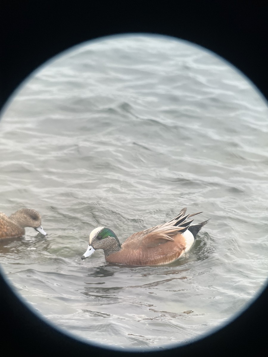 American Wigeon - ML615381840