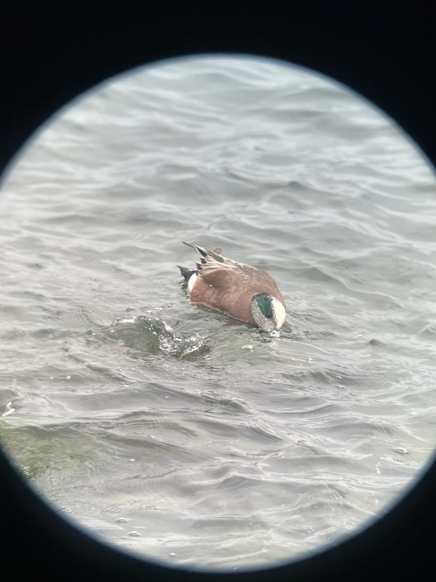 American Wigeon - ML615381842