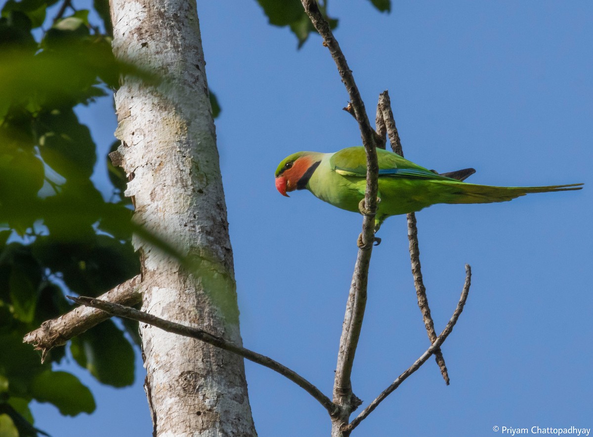 Long-tailed Parakeet - ML615381876