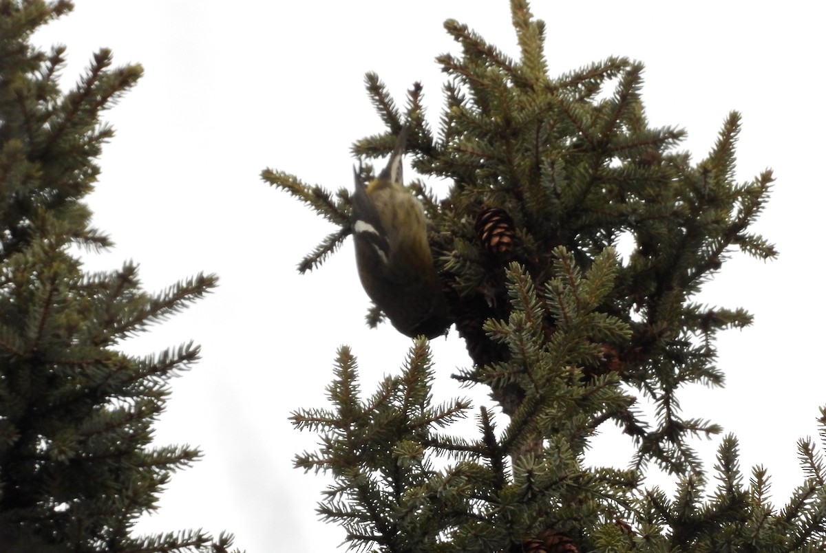 White-winged Crossbill - ML615381892