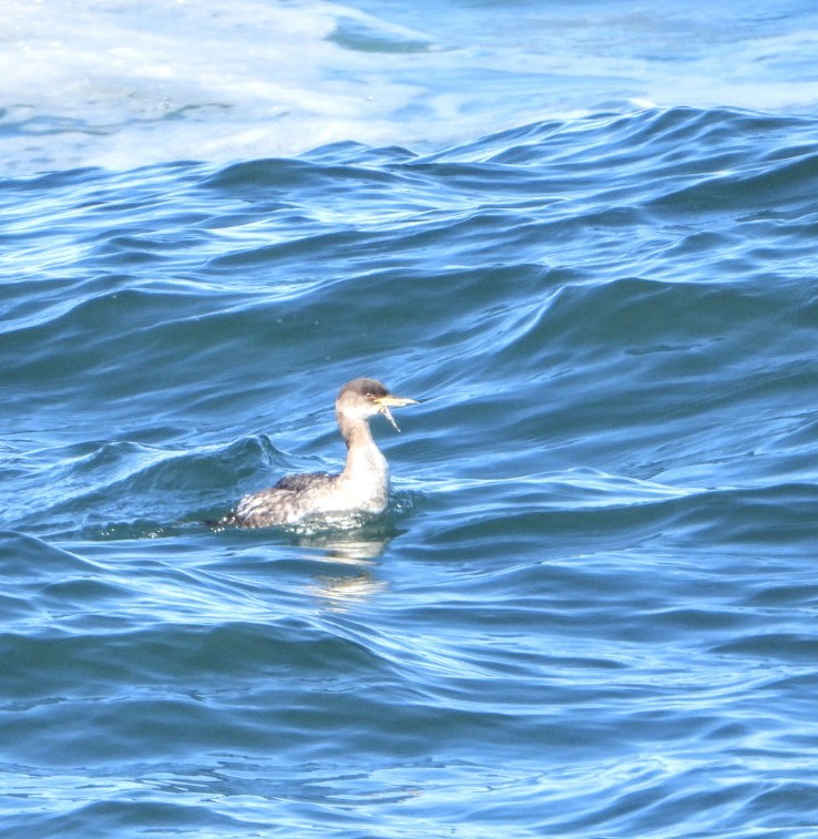 Red-necked Grebe - ML615381902