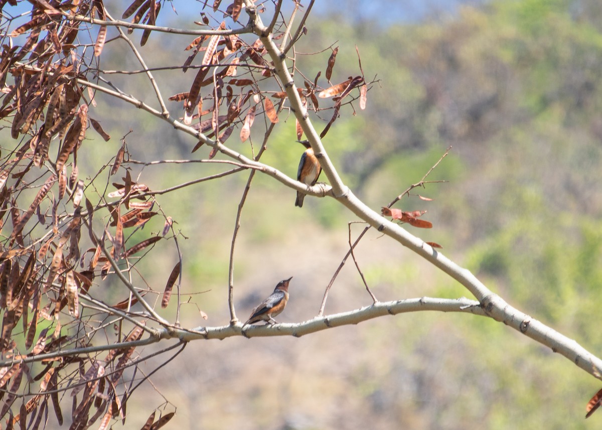 Spot-winged Starling - Chinmay  kishor pathak