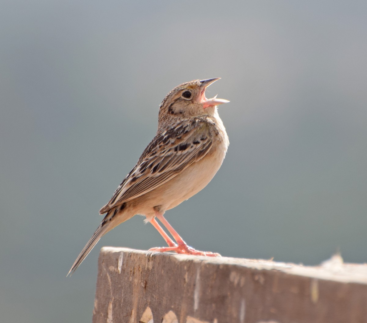 Grasshopper Sparrow - John Bruin