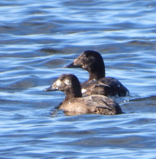 White-winged Scoter - ML615381989