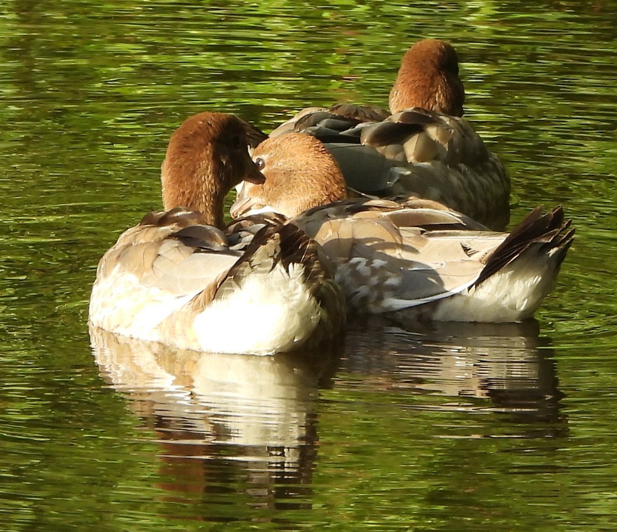 Maned Duck - Suzanne Foley