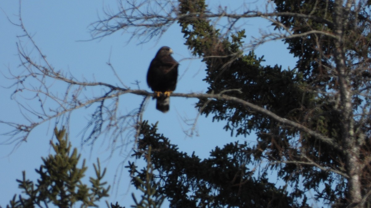 Rough-legged Hawk - ML615382043