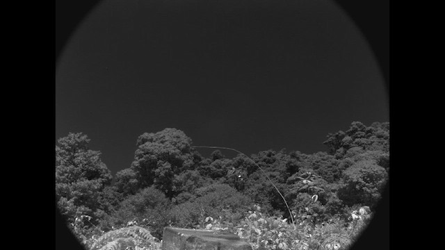 Вулкановый колибри - ML615382054