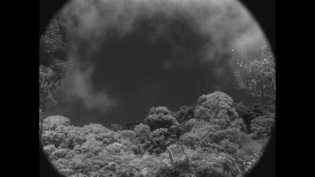 kalypta vulkánová - ML615382056