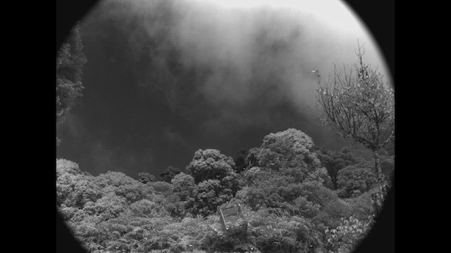 kalypta vulkánová - ML615382059