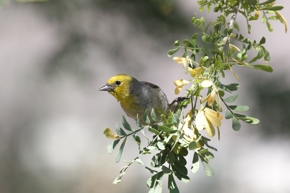 Verdin - ML615382084