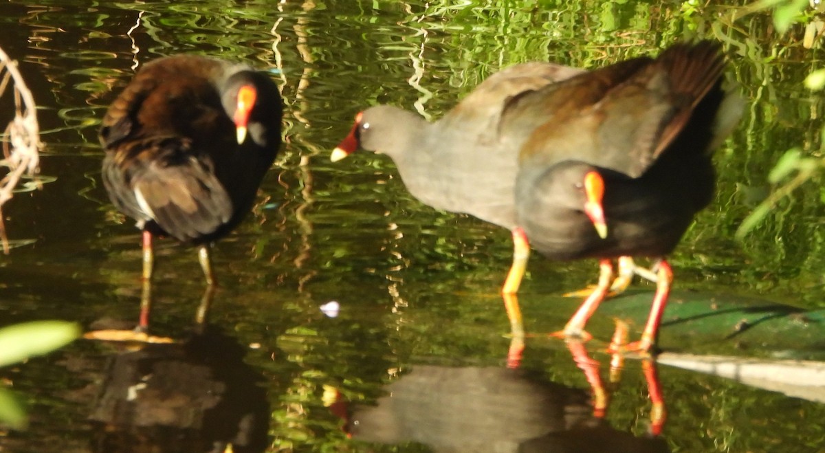 Dusky Moorhen - Suzanne Foley