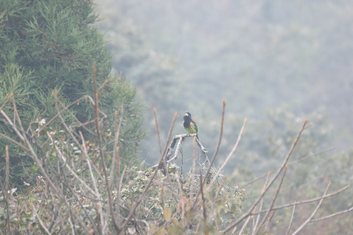 Great Barbet - ML615382114