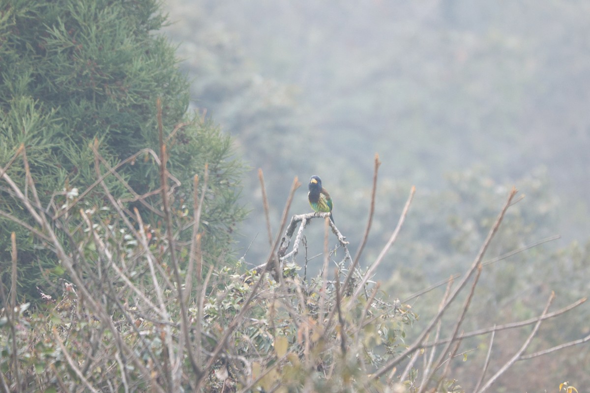 Great Barbet - ML615382115