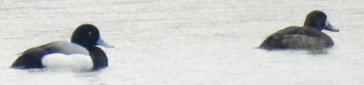 Greater Scaup - ML615382117