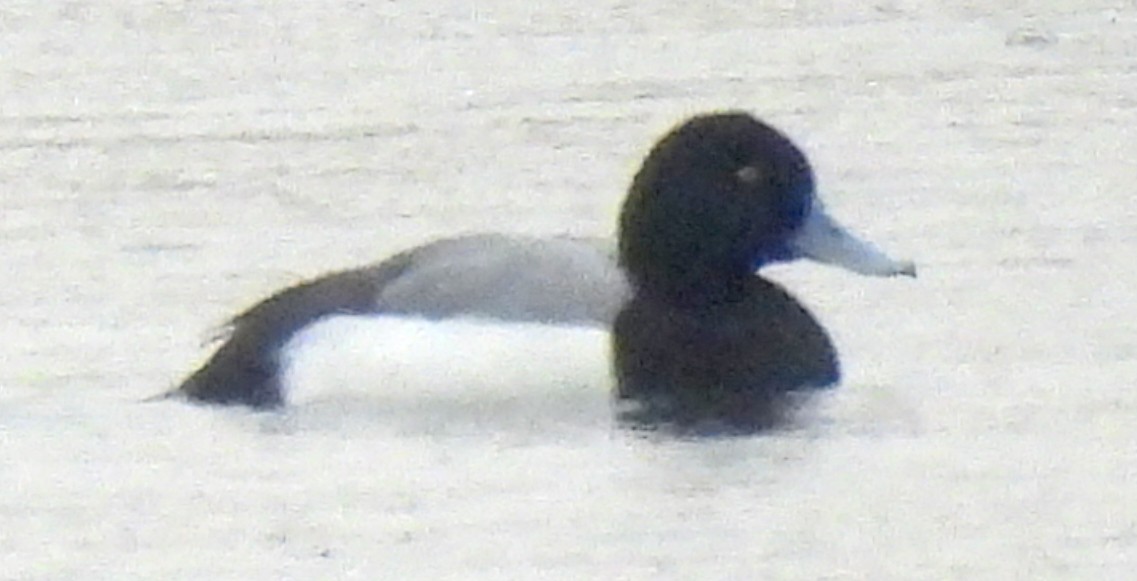 Greater Scaup - ML615382118