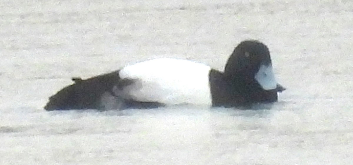 Greater Scaup - ML615382119
