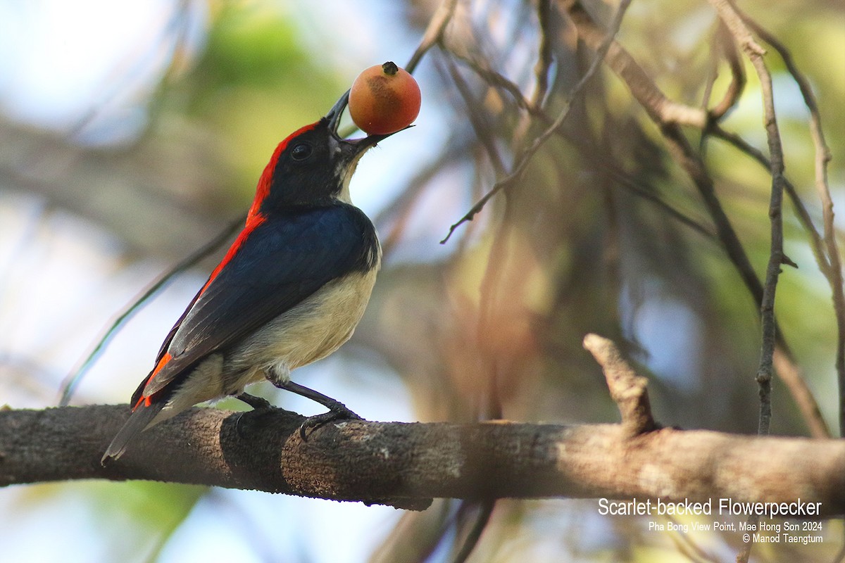 Scarlet-backed Flowerpecker - ML615382133