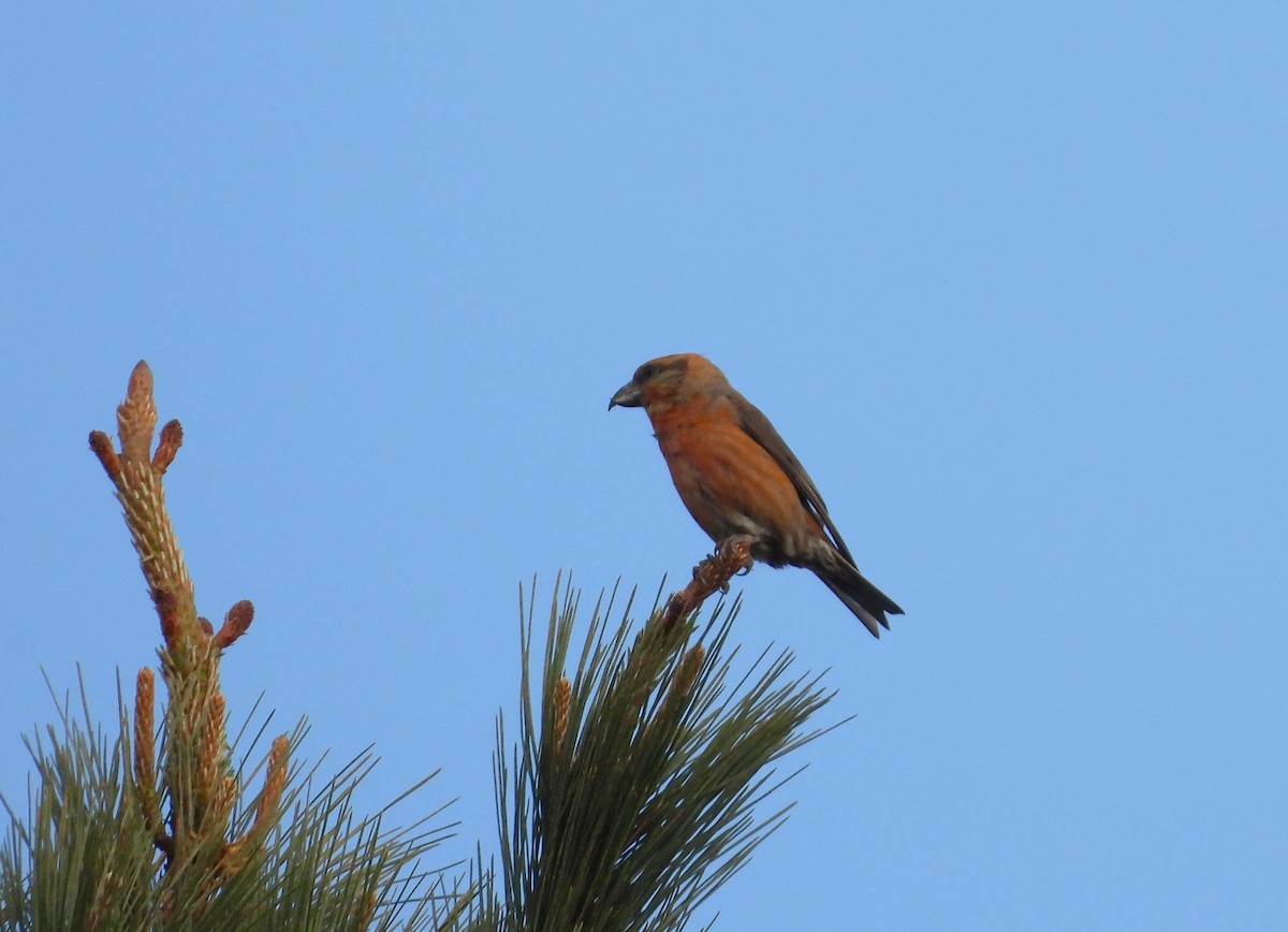 Red Crossbill - ML615382150